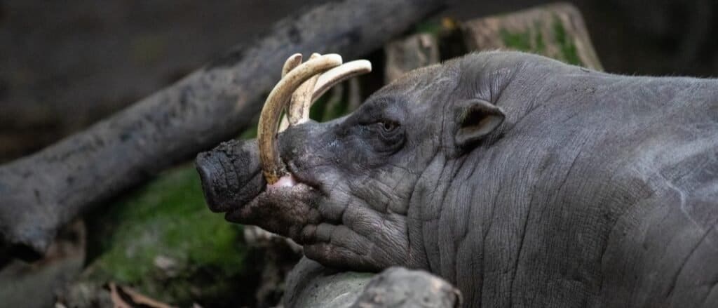 Babarusa 
This pig has been with horns