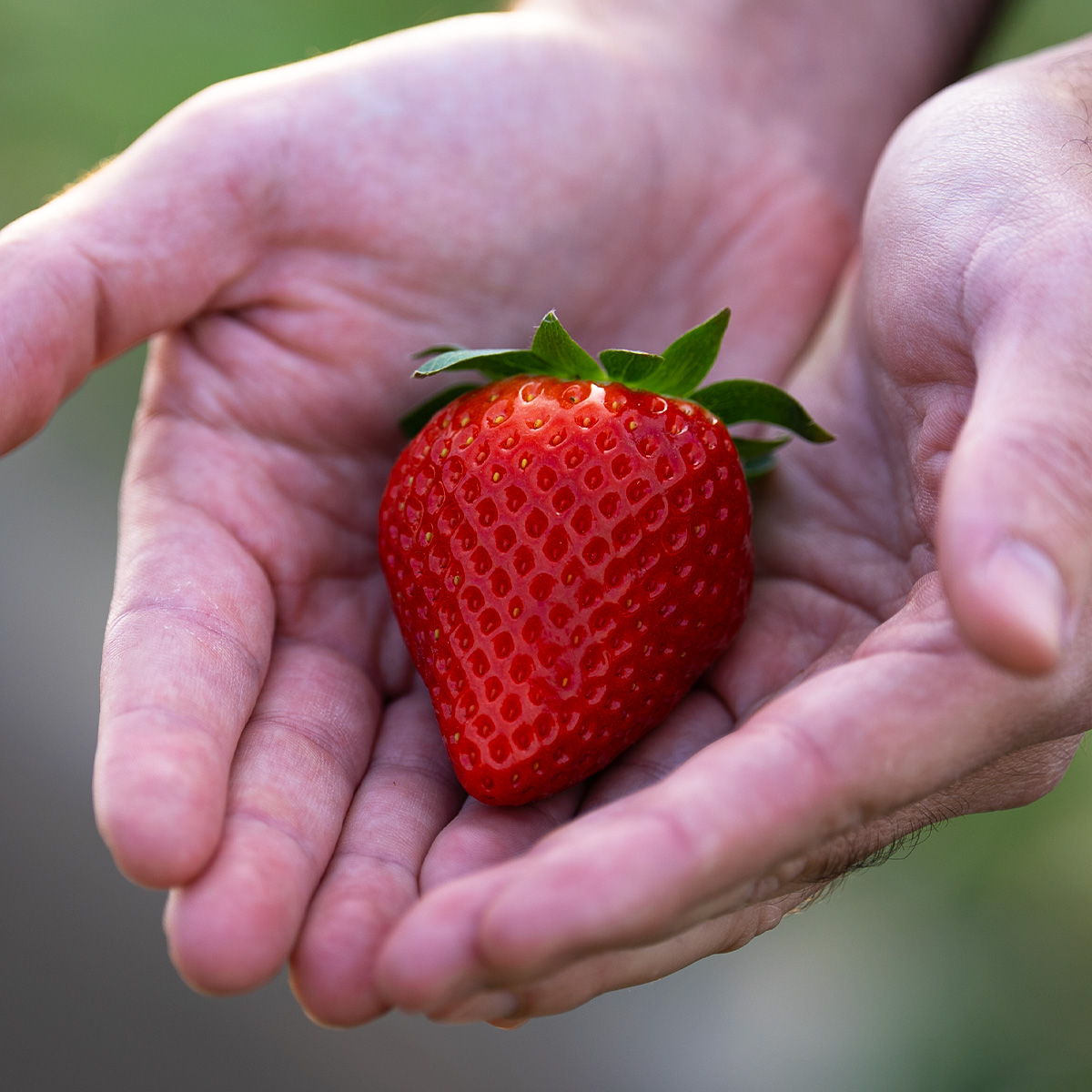 fresonpalos's tweet photo. Hoy en nuestro #BlogBerry te hablamos de cómo es la producción de frutos rojos, desarrollando iniciativas que nos permiten ser más sostenibles y ofrecer la más alta calidad posible 🍓

👉 https://t.co/wOzY1gIyCF https://t.co/lbuSEXXIVh