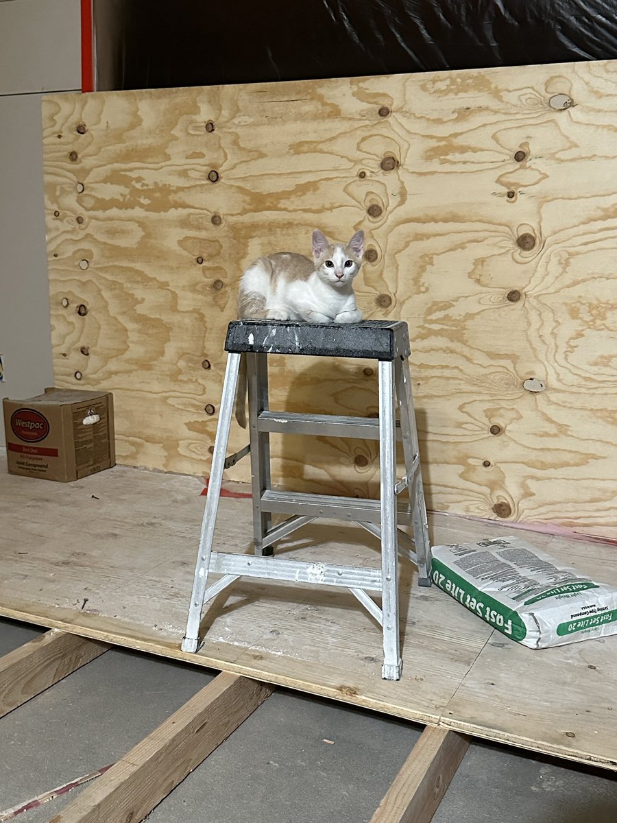 cats with jobs 🛠 tweet media