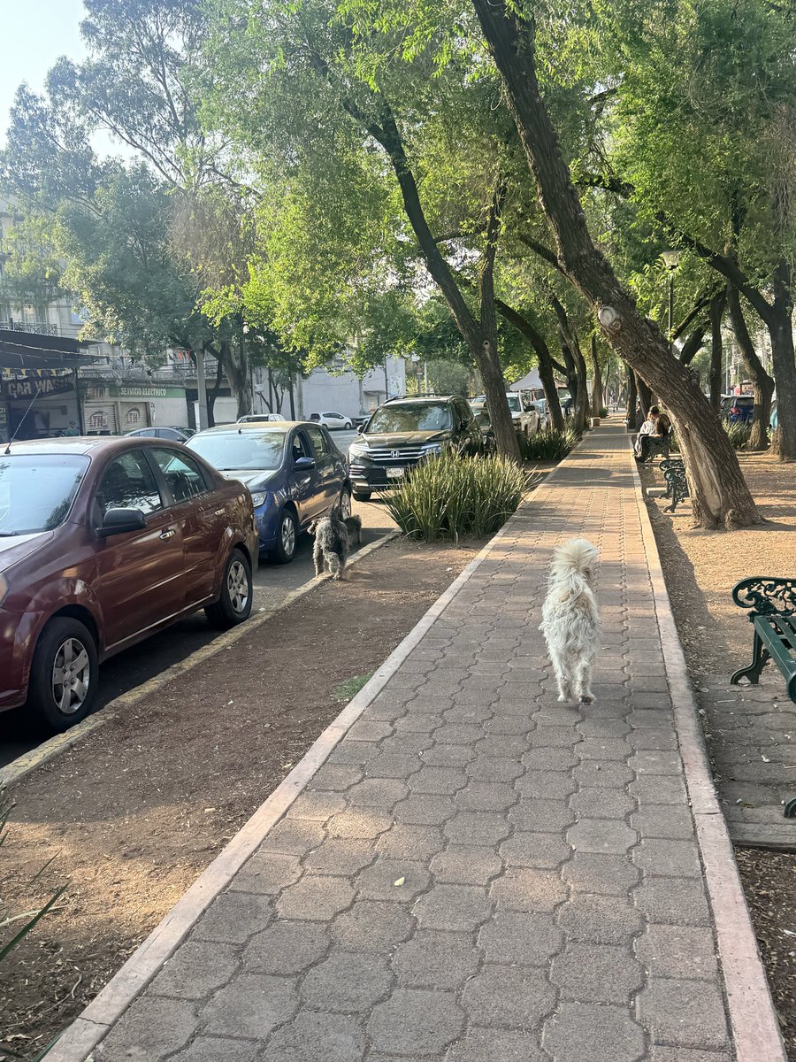ivetusk's tweet photo. Vi estos 3 perritos solos juntos , en el camellón de Coyuya frente universidad victoria @PrrosPerdidosMX @iztacalconews @fracc_coyuya https://t.co/7EDnyC7WXx