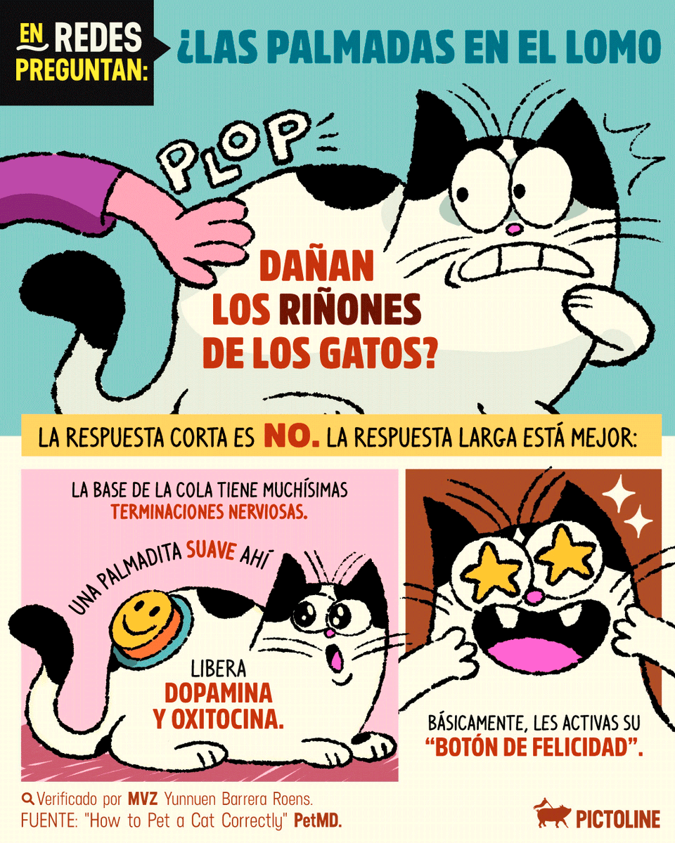 pictoline's tweet photo. ¿Qué tanto le gustan las palmaditas a tu michi? 😸😾

#gatos #michis #cats #mascotas #salud #veterinaria #trending #mascotasfelices #pictoline https://t.co/XhThugIhpk