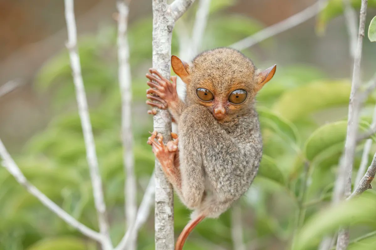 henry_jibunor's tweet photo. "Eyes bigger than its brain? Tarsier says 'hold my stare.' 360° head swivel incoming! 👀🌀 #AlienAnimals"
"Tarsier: The owl-lemur hybrid we didn't ask for but NEED. 
Insect buffet served nightly. 😂 #WeirdWildlife"
"If aliens visited, they'd claim this as their mascot. https://t.co/5m5UHrfSkT