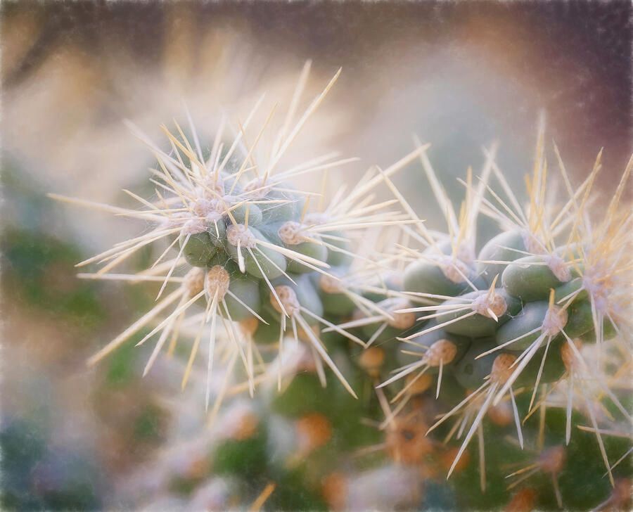 joancarroll's tweet photo. Arizona Desert Cactus Close-up Artistic! https://t.co/nzeTrqKEZg #cactus #desert #closeup #spines #spiny #artistic #nature #sharp #buyart #wallart #artforsale #artstore #travel #travelphotography #BuyIntoArt #AYearForArt #wallartforsale #giftideas @joancarroll https://t.co/C7E2eu8UXO