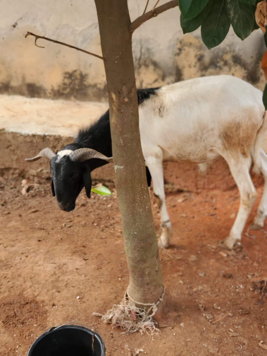 SOS_0708's tweet photo. @ZTWzanku No be lie oo bt if u need Ram for sallah ,I dey sell oo https://t.co/hpokXmRECK