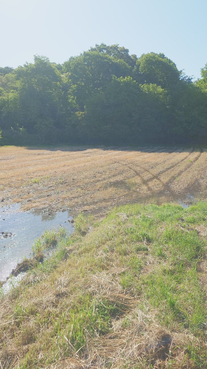 mako185's tweet photo. 荒代掻き🚜
代かきもやっと4分の1終わった🚜 https://t.co/WnI67hVnfL