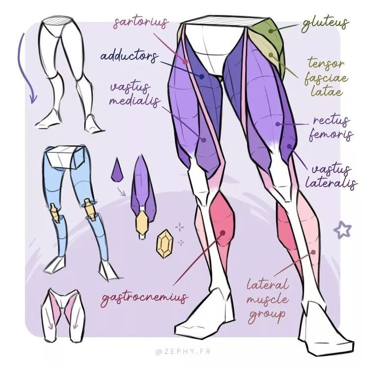 oldmanlux's tweet photo. Leg anatomy gets easier when the shapes stop feeling random 🦵 https://t.co/0RweoI9gEw