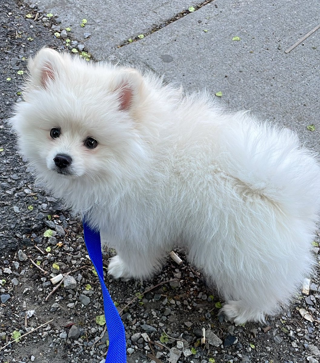 Nimintie's tweet photo. Sick but pupper needs outside time so I’m coping and playing Pokémon go lmao https://t.co/FtB4J6YFm8