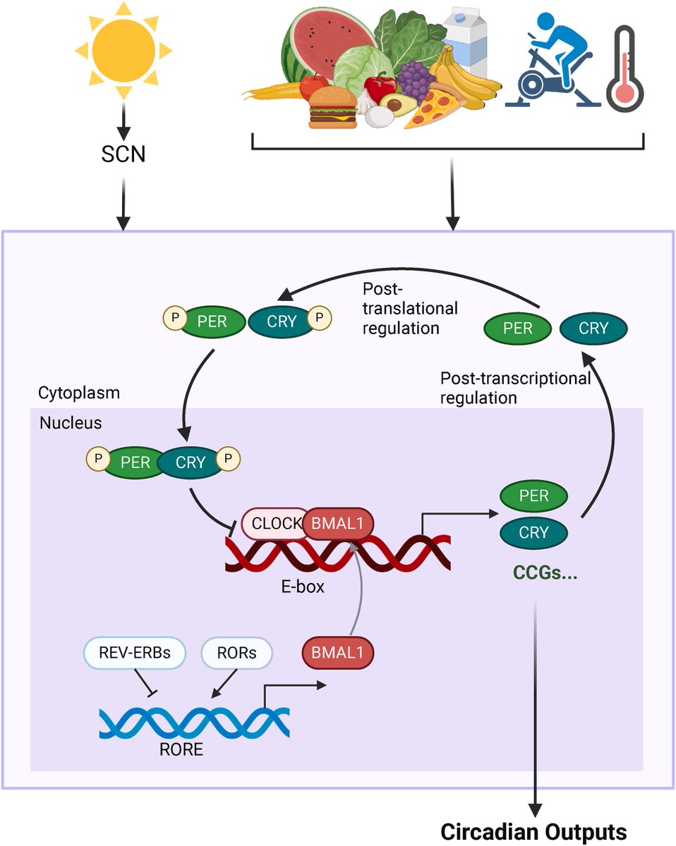 BiomedJ's tweet photo. The clockwork macrophage: Timing in #innateimmunity

(free review article)

https://t.co/a7WWX8jEkU #OpenAccess #circadian #immunity https://t.co/M13U5isv09