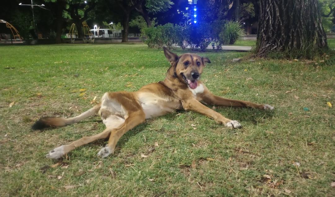 SE NECESITA CARRITO PARA ELENA!
Elenita tiene aproximadamente 10 años,tamaño mediana,después de un choque,quedó discapacitada de las patitas traseras.
Ella está llena de vida,el carrito es su medio para pasear y ejercitarse como cualquier otro perrito.
1530954056 (Marcela)