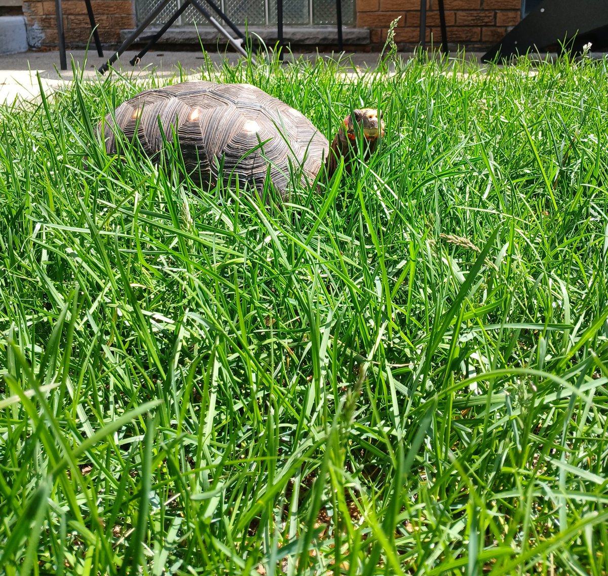 MassiveTortoise's tweet photo. This grass is taller than me,someone needs to cut it. Either way Im going for a walk.
🐢 https://t.co/bva4HDJDwT