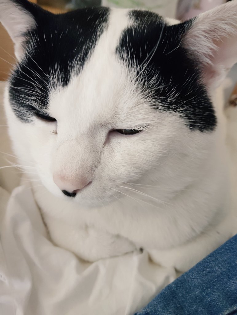 猫様〜 おやすみなさいませ〜(-_-)zzz