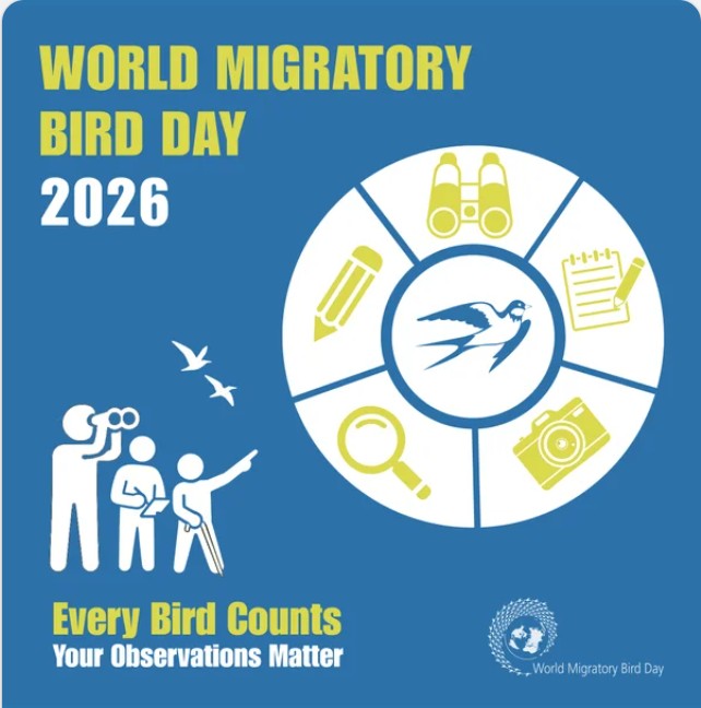 HSCrabRecovery's tweet photo. Today, May 9, is World Migratory Bird Day.

Birds need your help, including shorebirds that use horseshoe crab eggs to fuel their journeys.

Record bird observations on eBird &amp; report banded birds you see on a platform such as https://t.co/qIODFdOVvk

#WorldMigratoryBirdDay https://t.co/bpBxvGXw4n
