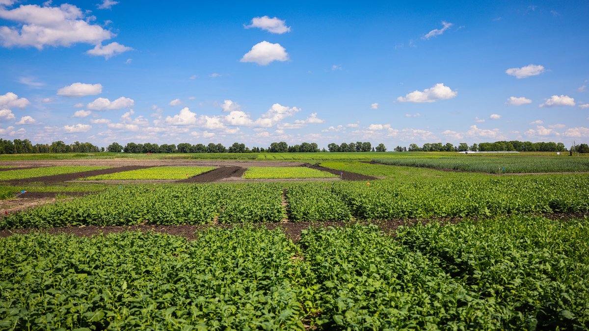 Alberta Grains tweet media