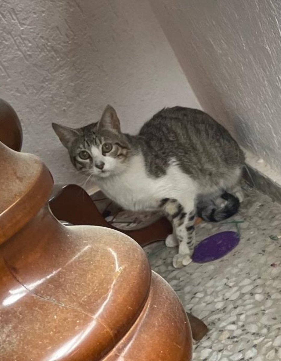 Me lo acaban de pasar. Alguien le conoce?? se han metido en un piso en Mutxamel (Alicante)681281435