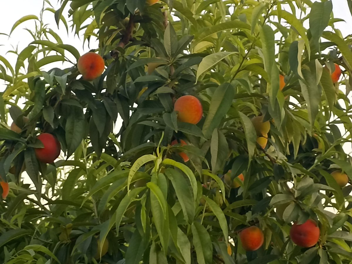 TabiplerTarim's tweet photo. Çalışan kazanır şeftalisi kızarır. 

Mayıs başı ile başlayıp haziran ortasına kadar devam eden şeftali ve nektarinlerden az az hasat etmeye başlayalim. Bu pazartesi ilk hasatlar edilecek. Adana, Ankara ve Konya'da dağıtıma hazırız. https://t.co/KAaR3GMBry