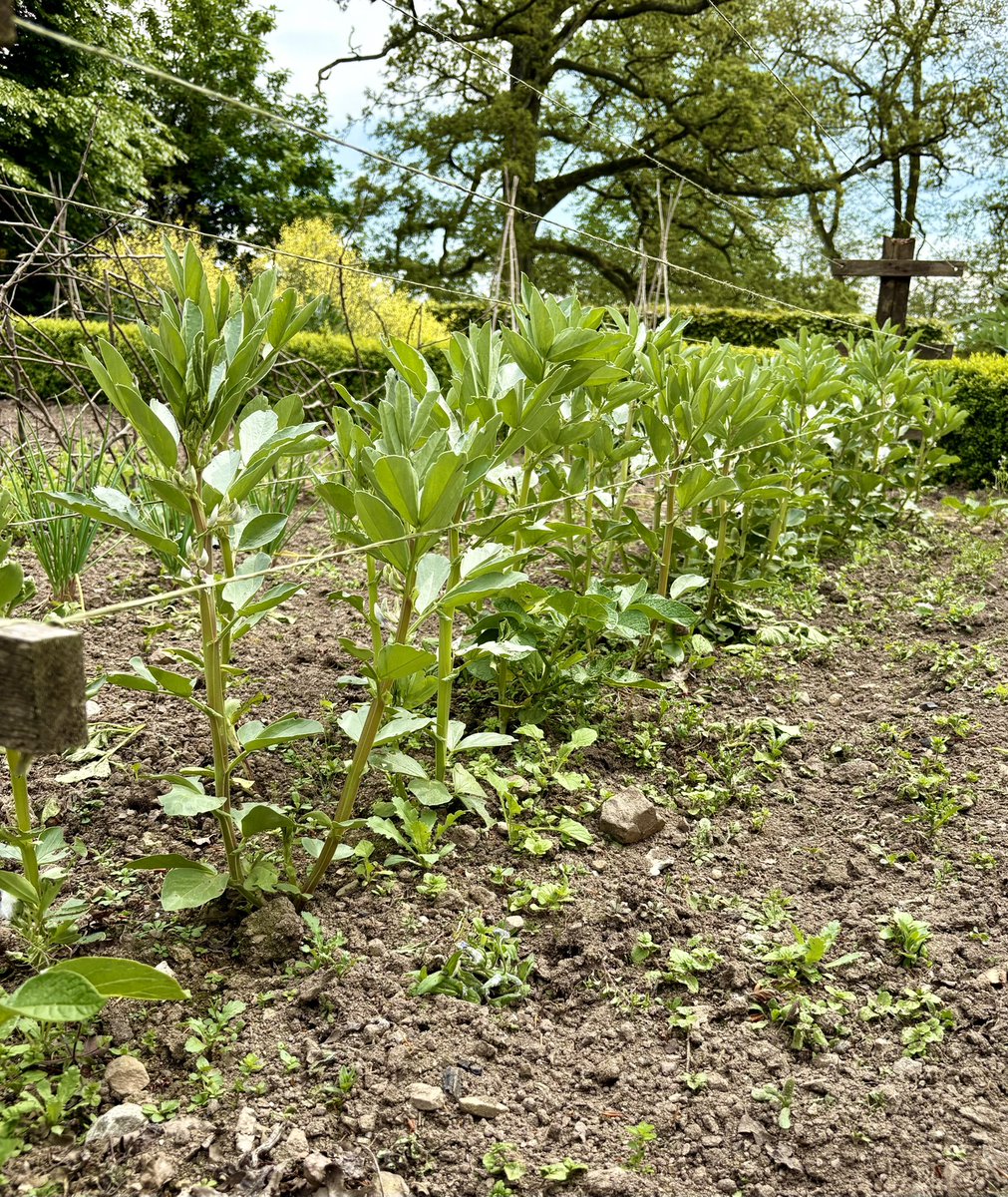 keithtesterliv1's tweet photo. Popped down to the Manor House garden to water in the greenhouse. Lots of plants from herbs, veg and flowers are growing so well. #manorhouse #borage #broadbeans #onions #rosemary https://t.co/vlGxZIa4if
