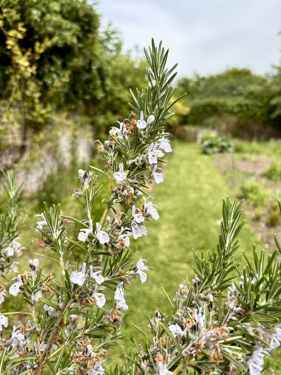 keithtesterliv1's tweet photo. Popped down to the Manor House garden to water in the greenhouse. Lots of plants from herbs, veg and flowers are growing so well. #manorhouse #borage #broadbeans #onions #rosemary https://t.co/vlGxZIa4if