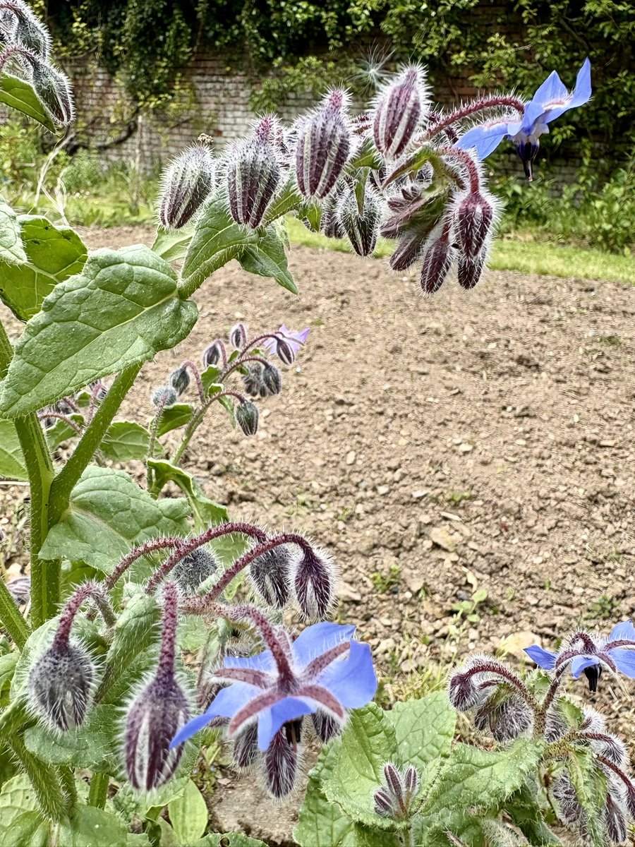 keithtesterliv1's tweet photo. Popped down to the Manor House garden to water in the greenhouse. Lots of plants from herbs, veg and flowers are growing so well. #manorhouse #borage #broadbeans #onions #rosemary https://t.co/vlGxZIa4if