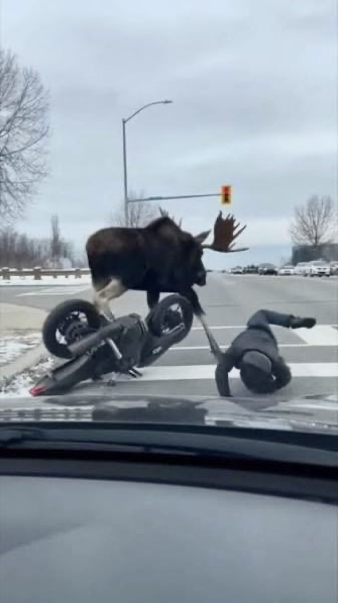 moose tweet media