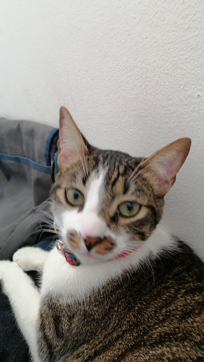 saenvivo99's tweet photo. @ChurchofSatan Introducing, Charmy https://t.co/n83lxBoNXG