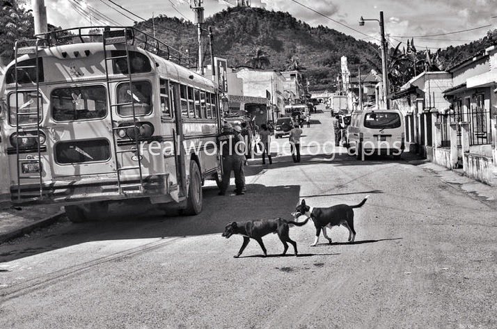 RealWorldImage's tweet photo. Stray dogs cross a street in Solola, Guatemala, Central America. Gary Moore photo. Real World Photographs. #Grok #streetphotography #Guatemala #Nikon #photography #animals #dogs #Google #garymoorephotography #realworldphotographs #images #Solola https://t.co/yJL4qVOsaj