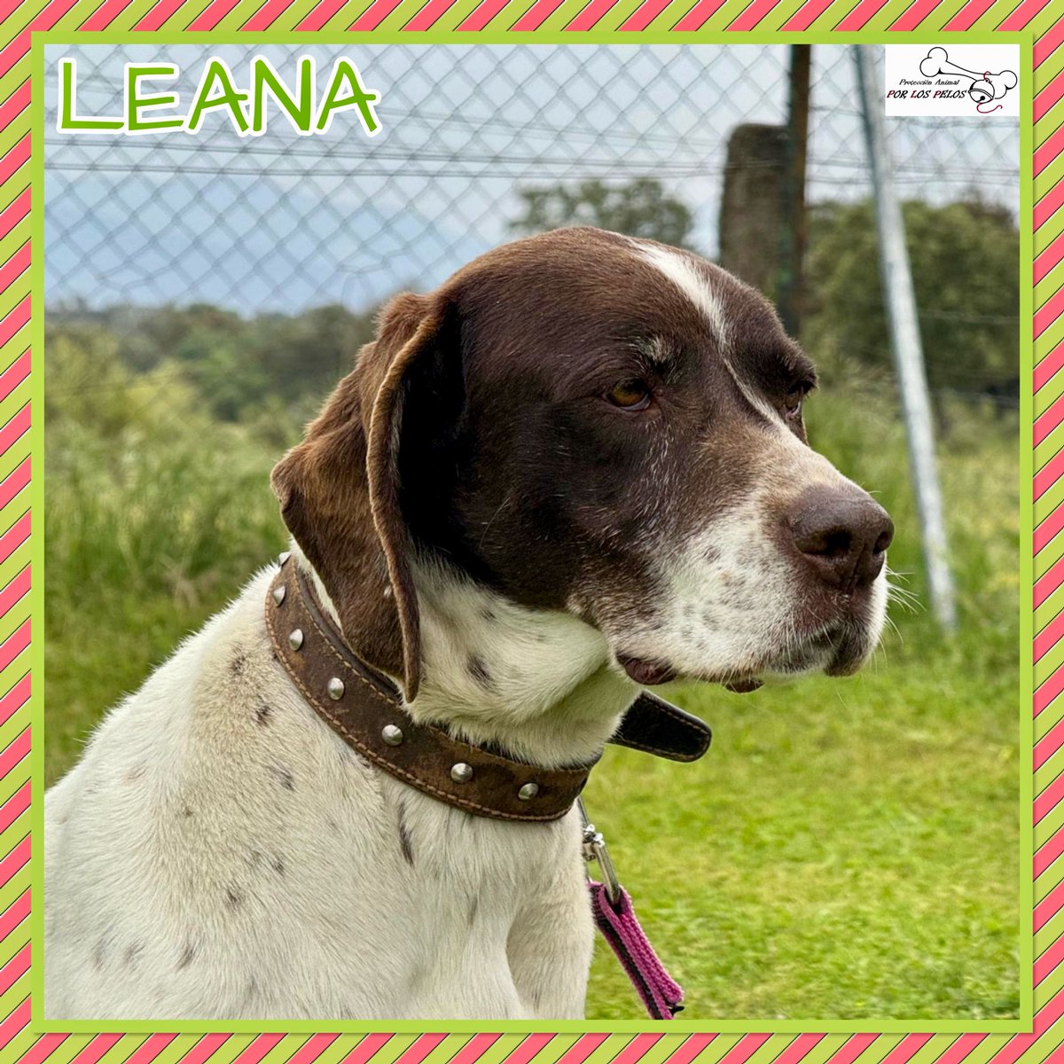 🐶LEANA🐶10 añitos, X #braco y #dalmata. Ella y su hermanita Nira fueron dejadas en la perrera por un caso de extrema necesidad: su mamá ha enfermado y nadie quiere hacerse cargo. Nira ya ha sido adoptada y Leana se ha quedado solita, es MUY URGENTE ‼️👉 buff.ly/4f2lFBo