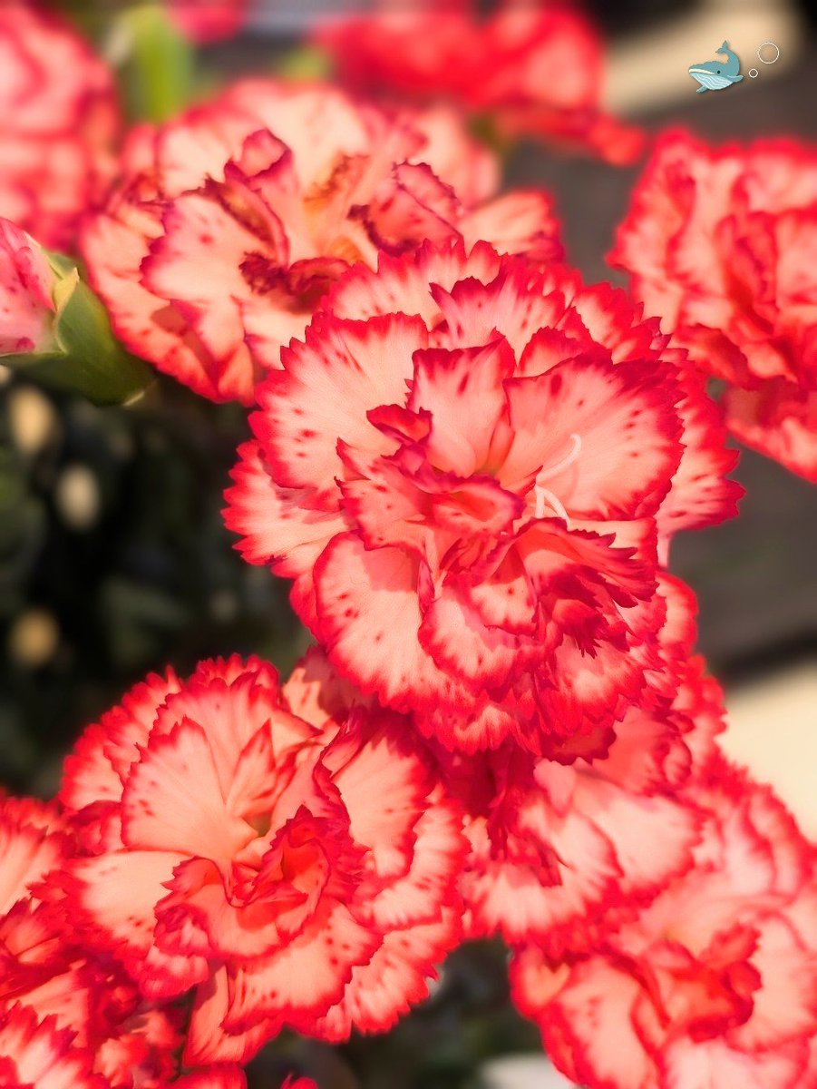Mother's Day. With gratitudeᵕ̈* 🩷 ̖́-