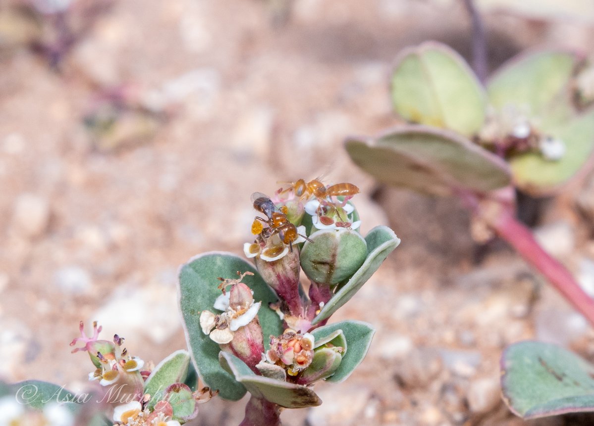 i literally first saw north america's smallest bee in the middle of what people would call a desert wasteland and it was great