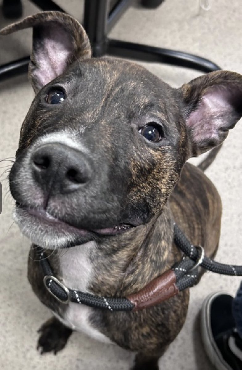 MoishesMom's tweet photo. 🚨🆕 Pibble Puppy 💉🎯NYC 🚨

Rosewood is a Beautiful Brindle 9️⃣monrh old puppy who arrived to the Manhattan Pound in NYC 6️⃣days ago ☹️ This is no place for a puppy during their yearly airborne 🦠 Pups are getting pneumonia & she’s susceptible! 

Rosewood’s Limited Bio ℹ 🔗 ⬇️ 

https://t.co/IIfVxmq426

Rosewood is smiling now so let’s act now to get her out…before she’s listed

Dm @notthesameone2 to save her🙏🏻