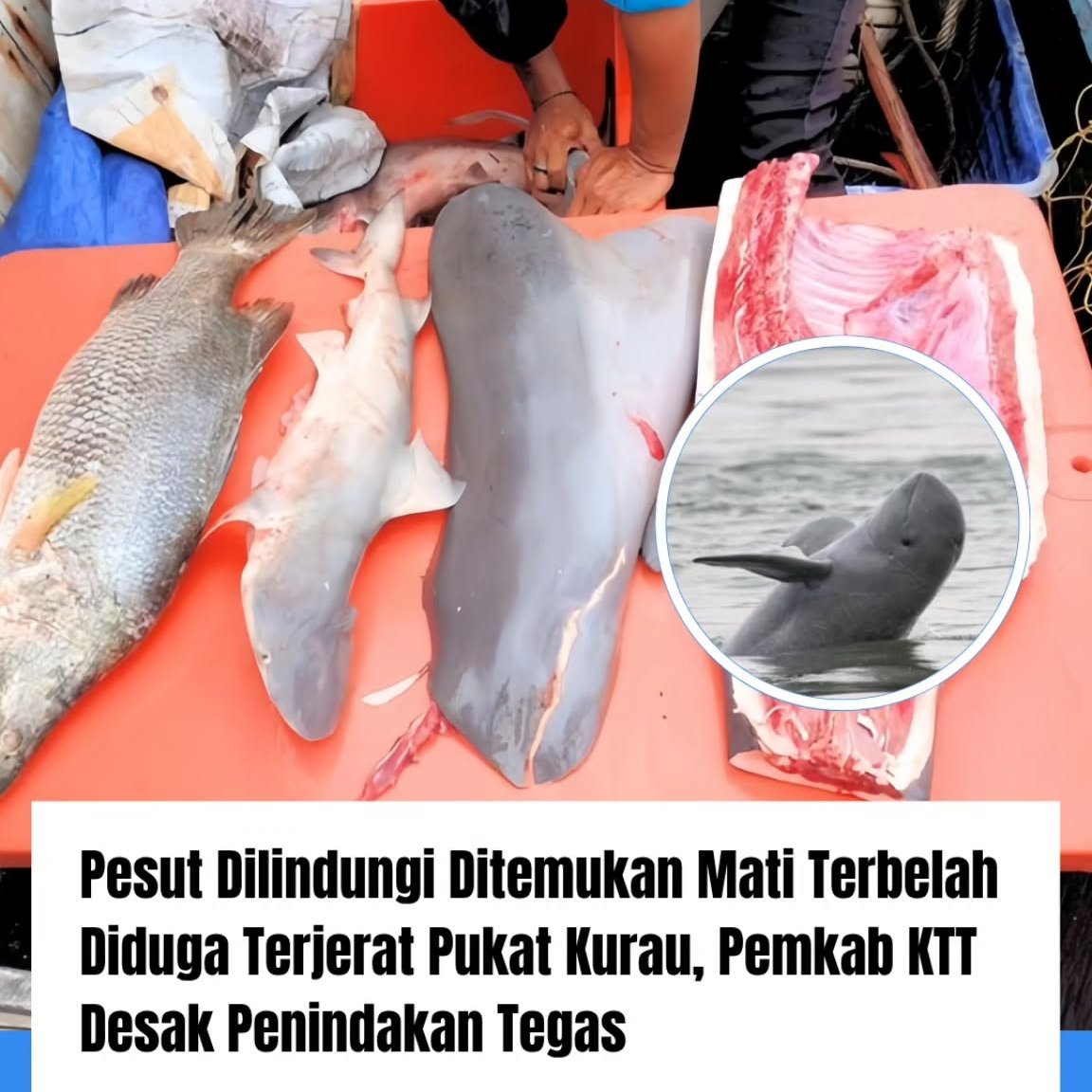 Sumatera Adil & Federal tweet media