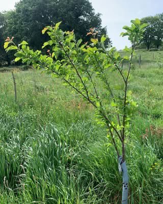 etrebieres's tweet photo. 🇫🇷 Les arbres du verger semblent avoir bien repris même si certains ont été bien attaqués par les chenilles. Les rangs suivent les lignes de niveau pour capter les eaux de ruissellement. 
🌏 The trees in the orchard are growing well, although some were hit hard by caterpillars. https://t.co/LOurGoNl3K