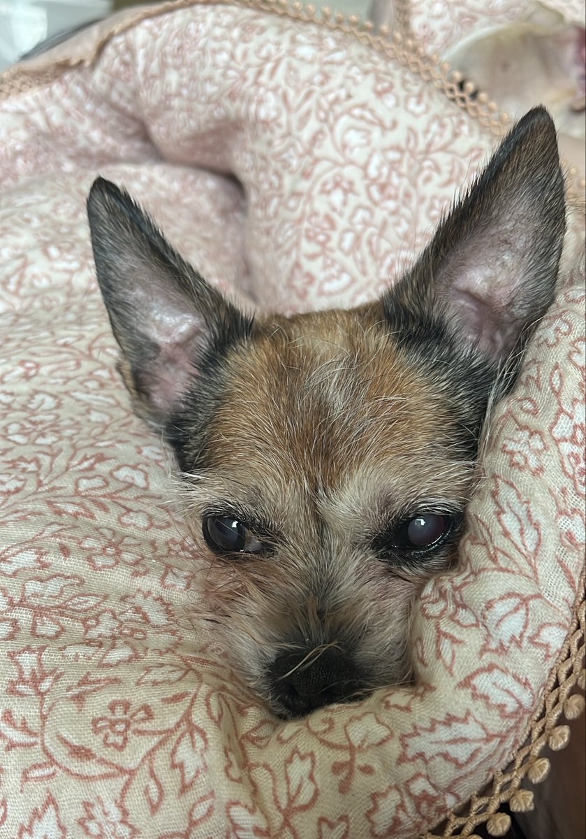 Chica the chihuahua and crew tweet media
