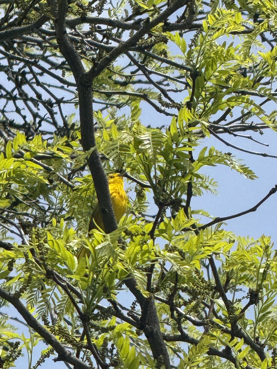 emonikolatesla's tweet photo. Gorgeous Chicago Saturday featuring the Warbler who has eluded me until today https://t.co/T2SS4RZZIF