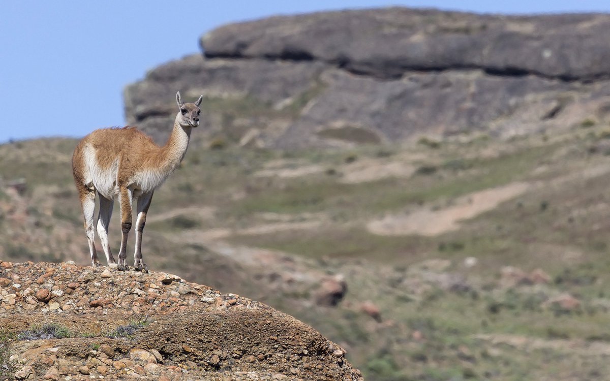 Rob_Bianconi's tweet photo. 🦙 @Guanacos of @Patagonia
Conservation time! 🌿
• Least Concern on the IUCN Red List
• Hunted for meat, hide &amp; wool
• Once ~500 million, now ~4.5 million
💡 Fun fact: They disperse seeds, control vegetation, and feed predators, a true ecosystem hero!

https://t.co/yc0Dx767Al https://t.co/Cpaxd4nthA