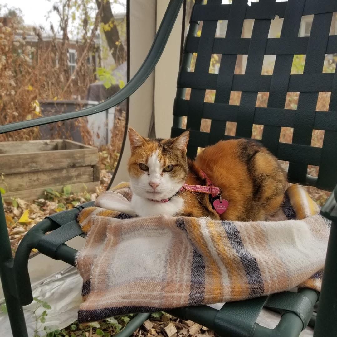 ProjectMEOW's tweet photo. 🌈 In Loving Memory of Tawny 🌈

Adopted in 2020, Tawny spent her golden years deeply loved—enjoying cuddles, harness walks, her catio, and life with her devoted family. She crossed the rainbow bridge at 17½ after bravely fighting cancer. Run free, sweet girl 💕 https://t.co/fqSQkeH4tj