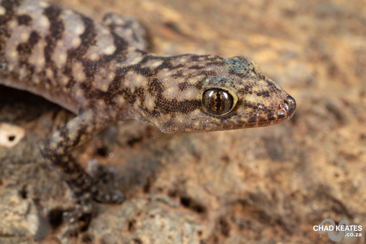 chadkeates's tweet photo. Form meets function: The Leolo Flat Gecko (Afroedura leoloensis) from Limpopo

🔹 Structure: Extremely flat body for life in narrow rock crevices.
🔹 Skin: Characteristic soft, velvet-like scales.
🔹 Distribution: A key player in the rocky ecosystems of the Limpopo province. https://t.co/TF0fSpXwgo