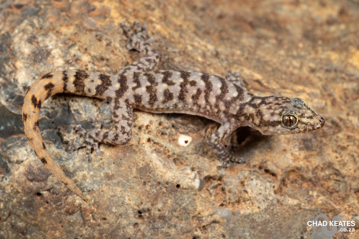 chadkeates's tweet photo. Form meets function: The Leolo Flat Gecko (Afroedura leoloensis) from Limpopo

🔹 Structure: Extremely flat body for life in narrow rock crevices.
🔹 Skin: Characteristic soft, velvet-like scales.
🔹 Distribution: A key player in the rocky ecosystems of the Limpopo province. https://t.co/TF0fSpXwgo