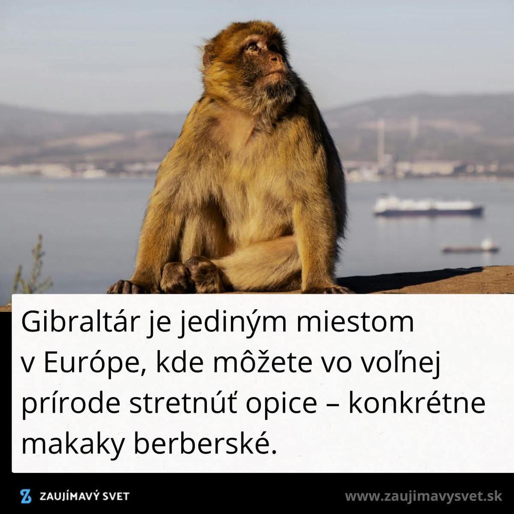 Turista tweet media