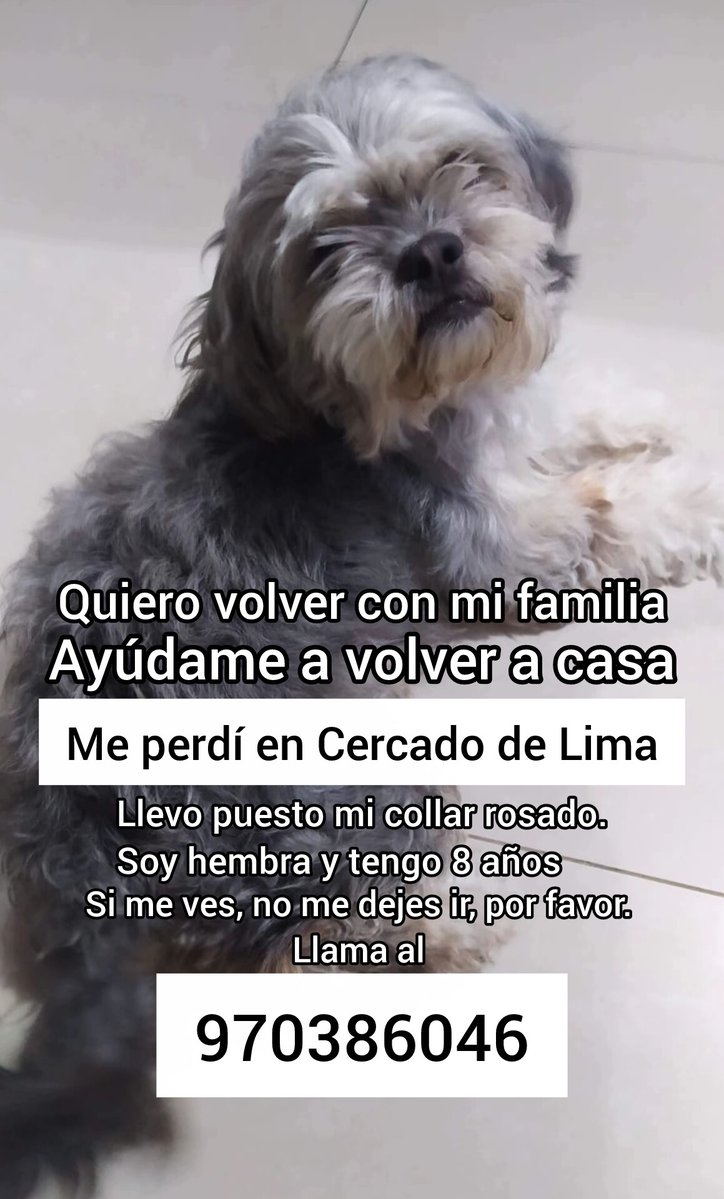 Este caso me tiene con el corazón roto 😔 no me dejen sola con la difusión por favor.
Su dueña me escribe todos los días desesperada.
Yo he visto a Twitter hacer milagros.
Confío en que nuevamente lo lograremos.
#Lima #Peru