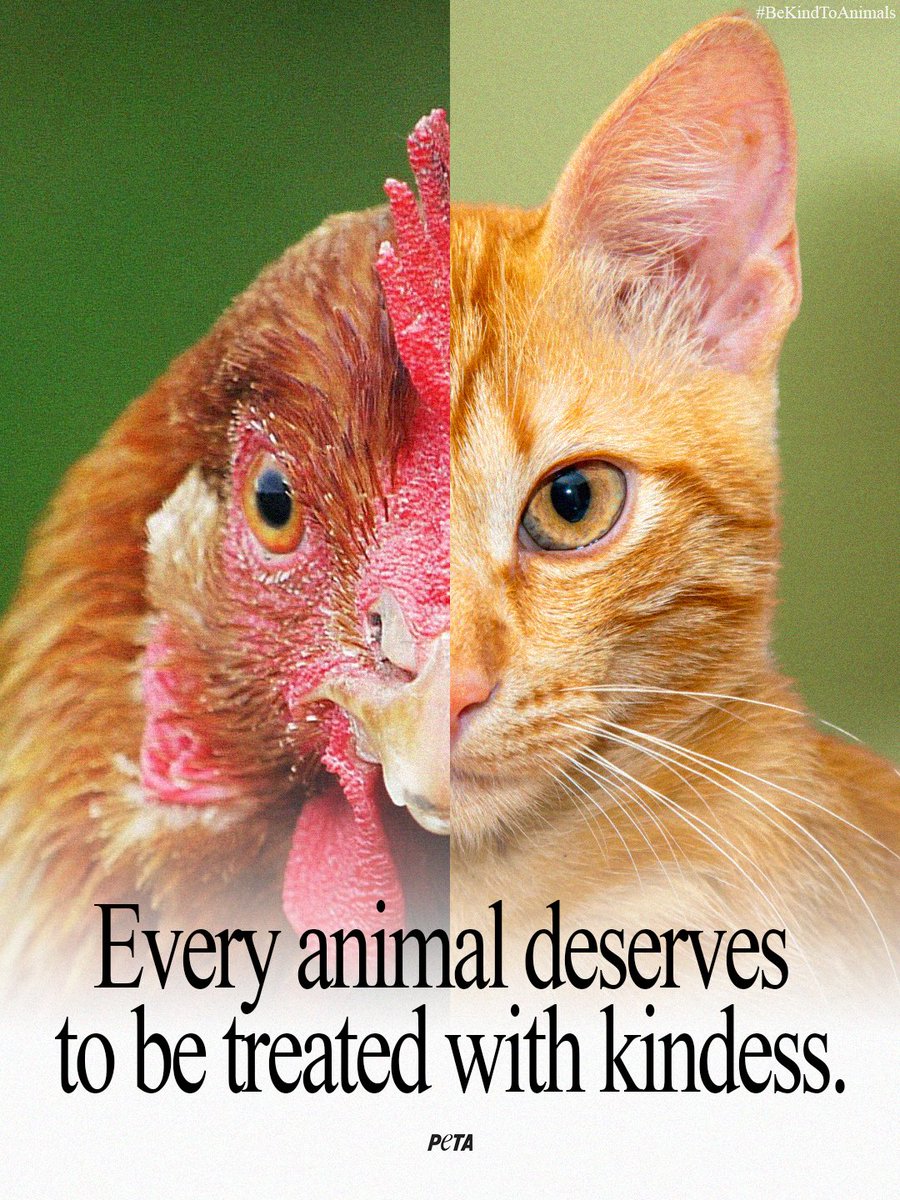 peta's tweet photo. Different only in form, but not in feeling 💚 Both feel love, pain, and the desire to live a happy, peaceful life. #BeKindToAnimals https://t.co/li7tkBKvtC