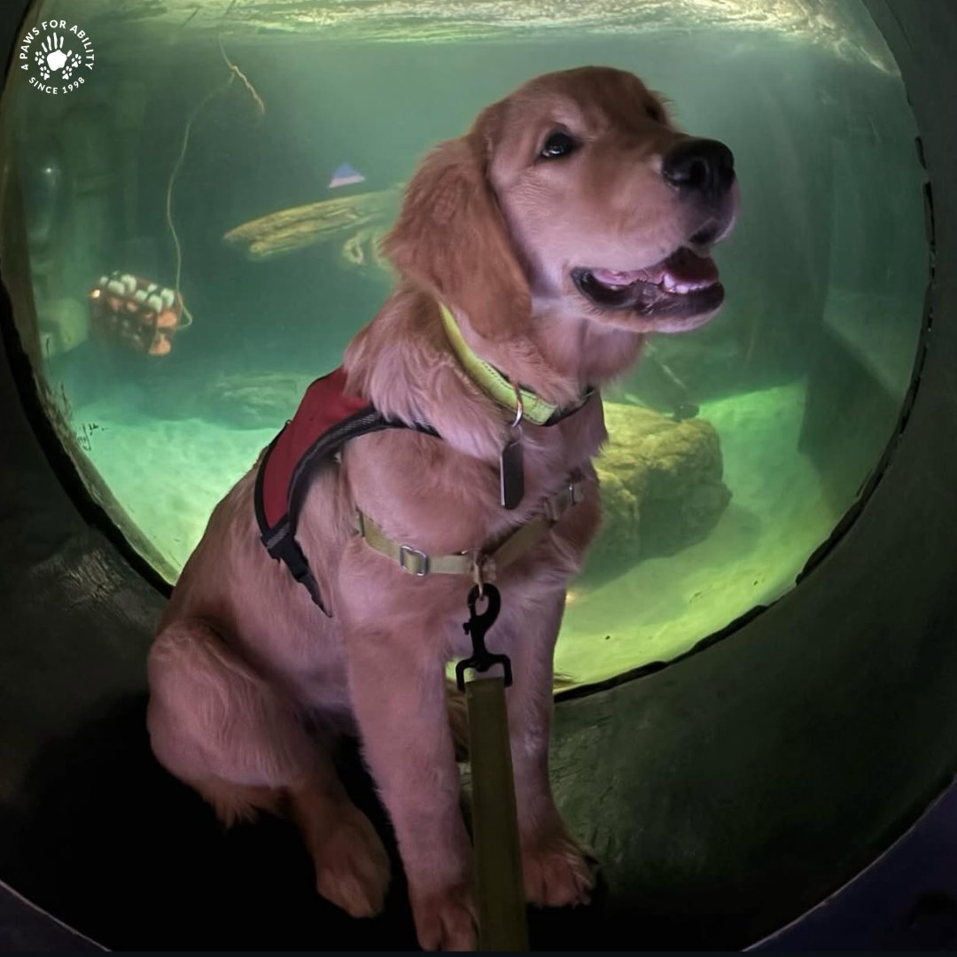 4 Paws For Ability tweet media