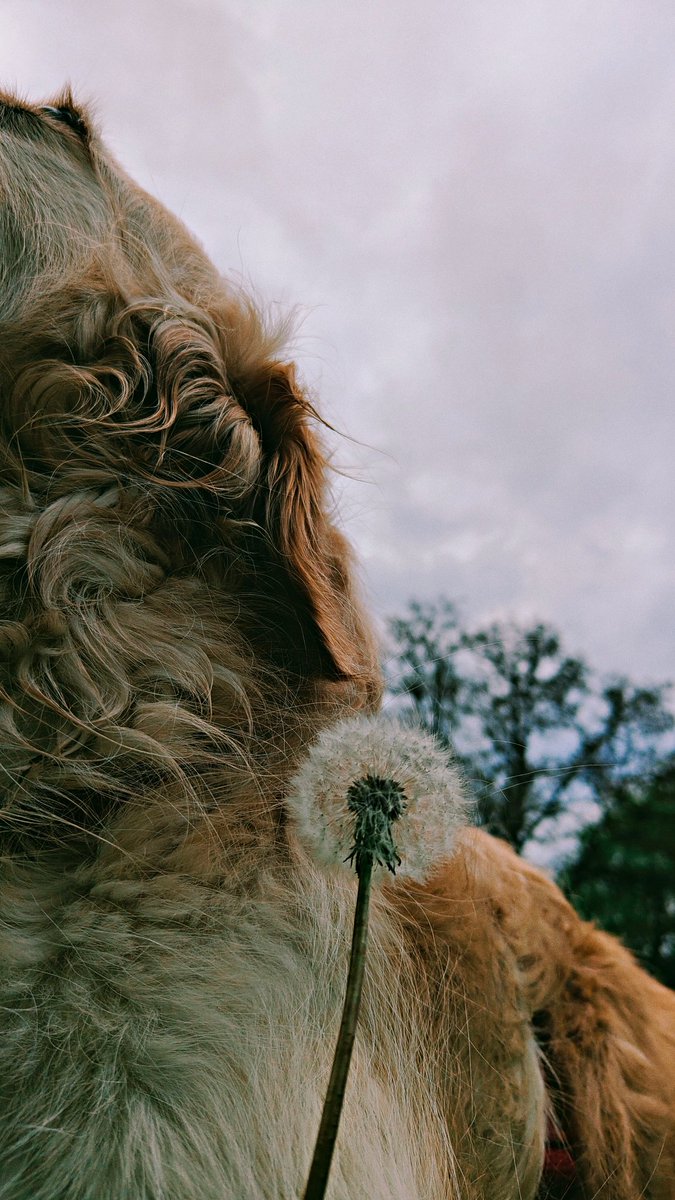 🐎☕🅰️LEKS🅰️ND®️🅰️(✿◠‿◠)🧘♀️🐕 tweet media