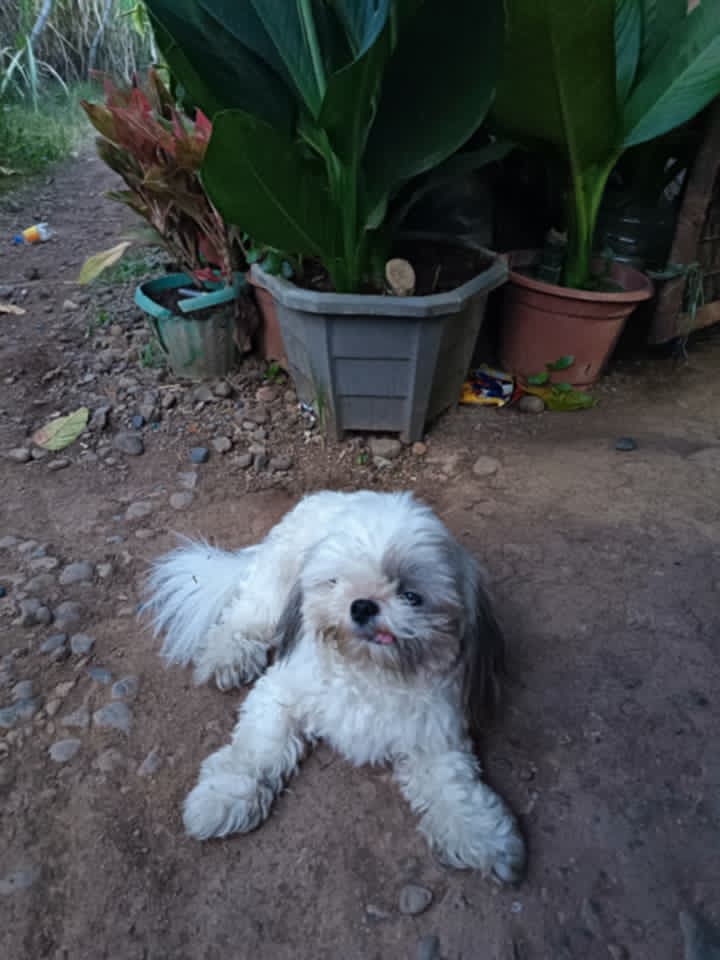 Good morning Everyone. Wishing you all a Blessed Sunday. 35C &amp; sunny again. Being careful to find shade. Hoos all gone to Church. It's Mothers Day. We love Hoomum &amp; Hoogran. Take care &amp; have a great day. Teacups family.xx🇵🇭🐶❤️💗😍🥰🙂👍
#dogs #dogsofX #sundayvibe