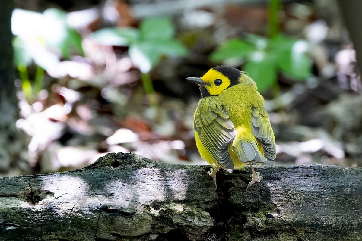 ValerieBlock's tweet photo. An incredibly cooperative hooded warbler kept returning to the same spot by Tupelo Meadow in Central Park on Friday, posing quite nicely! Thank you little lemon drop! Safe travels! #springmigration #birdcpp #canonphotography #birding https://t.co/ik8dFTIMLg