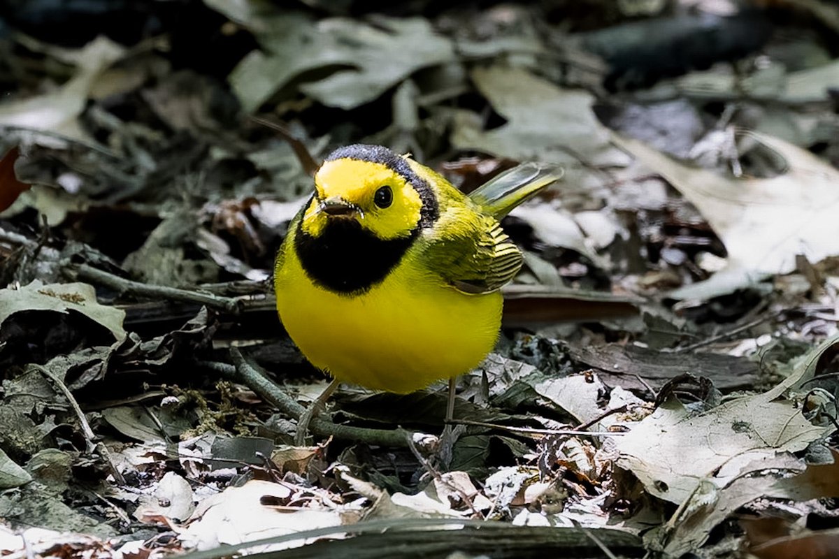 ValerieBlock's tweet photo. An incredibly cooperative hooded warbler kept returning to the same spot by Tupelo Meadow in Central Park on Friday, posing quite nicely! Thank you little lemon drop! Safe travels! #springmigration #birdcpp #canonphotography #birding https://t.co/ik8dFTIMLg