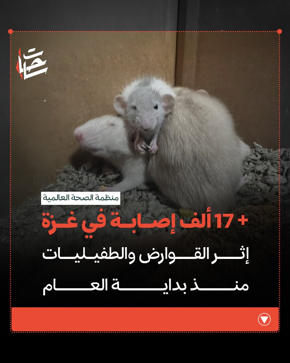 Sa7atPl's tweet photo. أكثر من 17 ألف إصابة في غزة بسبب القوارض والطفيليات!

منظمة الصحة العالمية @WHO سجلت أكثر من 17 ألف إصابة في قطاع غزة منذ بداية العام نتيجة القوارض والطفيليات الخارجية، في ظل تدهور صحي متسارع بسبب عدوان الاحتلال وحصاره المستمر

وحذرت وكالة الأونروا @UNRWA من تفشي الأمراض الجلدية داخل الخيام ووصول الجرذان إلى الأطفال أثناء نومهم، بسبب الاكتظاظ ونقص المياه وتعطل الخدمات الصحية، ودعت إلى إدخال المبيدات الحشرية والأدوية والخيام بشكل عاجل لاحتواء الأزمة