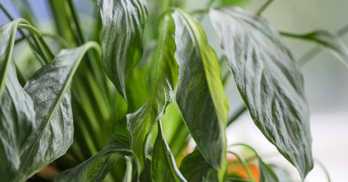 Gardeners_Path_'s tweet photo. Why Is My Peace Lily Drooping? Is your peace lily wilting and looking sad? Learn about the seven most common causes of drooping foliage in Spathiphyllum plants and how to fix them now on Gardener's Path. #houseplants #peacelily https://t.co/IyAChKBE6z https://t.co/hcG4A6Ti9v