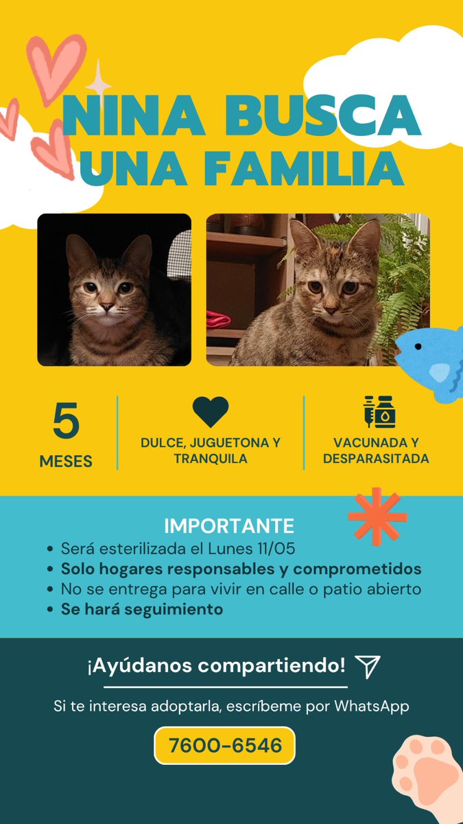 malichapa's tweet photo. Por favor ayúdenme a encontrarles casita a esta bebesita tímida https://t.co/iDei44odHN