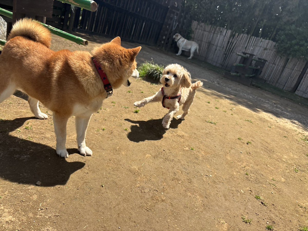 roukenhome9989's tweet photo. 【老犬ホーム】九十九里パーク！ドックランの芝生も緑だね〜5月も一緒に楽しもう😆
https://t.co/gNW1HULCks
#老犬介護　#高齢犬　#長期お預かり　#成犬　#ロウケンズ応援団　#犬好きさんと繋がりたい  #秘密結社老犬倶楽部　#千葉　#海　#夜鳴き　#芝生　#ドックラン　#MIX犬　#柴犬　#生涯お預かり https://t.co/Tz7QzQtd3J