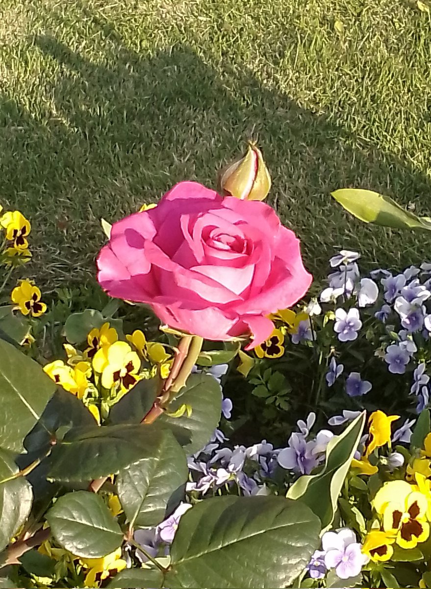 y_nursery's tweet photo. 庭に香りの良いバラを植えました～🌹
シャルトルーズドｳパルム、フリージア、フレグラントアプリコット、イブピアッチェ💐 https://t.co/v7r4MiDJNg